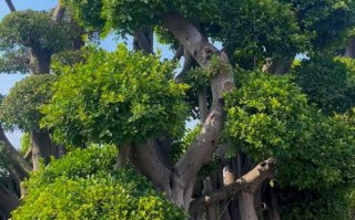 小榕树有哪些常见品种？