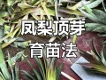凤梨花怎么分株？视频教你几步搞定？