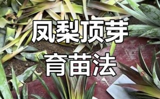 凤梨花怎么分株？视频教你几步搞定？