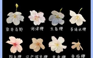 樱花不开花时如何辨别品种？