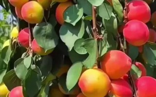 杏树有开红花的品种吗？