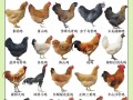 小型土鸡品种多少钱一只