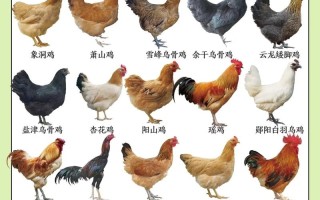 小型土鸡品种多少钱一只