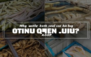 青鳅为什么难养殖