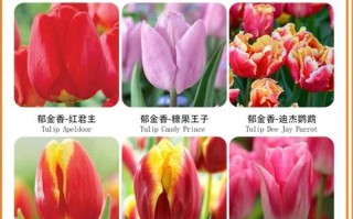 郁金香早熟品种春化时间多长合适？