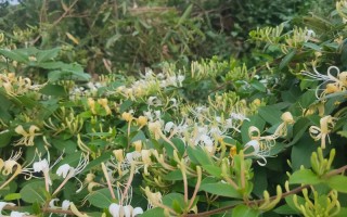 很少见的花用金银花什么品种？