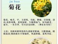 菊花品种数量究竟是不是世界第一？