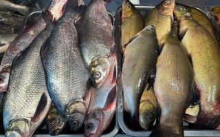 水产品市场有些什么鱼