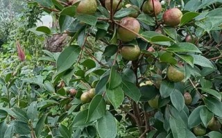 哪种茶籽树品种最好？