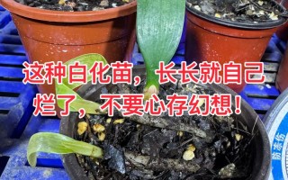 君子兰冬天家庭养殖要注意什么？