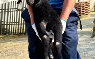 本地黑山羊羔如何科学断奶？