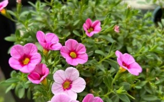 百万小铃怎么种？新买后养护技巧有哪些？