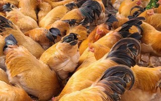 北方散养适合养哪些鸡品种？