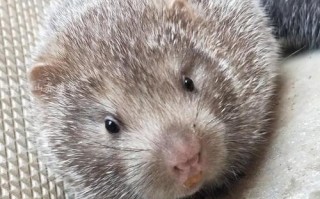 竹鼠什么品种好养又值钱？