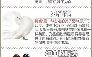 散养肉鸽选什么品种好？