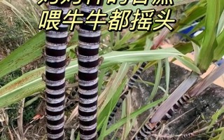 种什么品种的甘蔗喂牛好