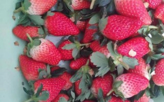 江苏省主要种植草莓品种