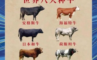 肉牛有哪些常见品种？