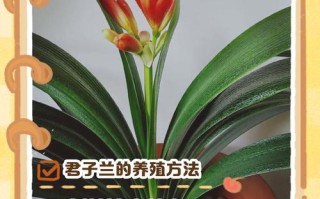 君子兰啥时候养最好？