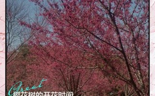 移植樱花树怎么种才能活？