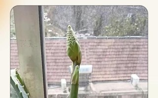 家养芦荟怎么分株繁殖？