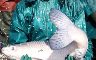 浙江高档淡水养殖如何突破瓶颈，实现高收益？