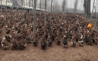 养鸭技术及鸭子养殖方法