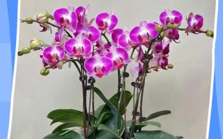 蝴蝶兰何时换土？换土要注意什么？