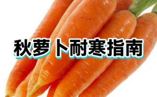 高产秋萝卜品种有哪些？