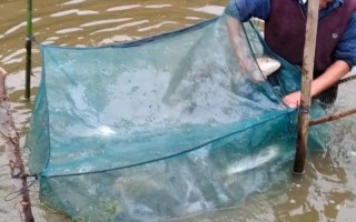 养殖塘鱼草什么时候种