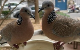 母斑鸠为何要装公斑鸠？