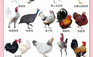 山东十大地方畜禽品种有哪些？