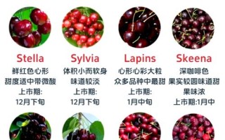 大樱桃有哪些品种？附大图看品种特征