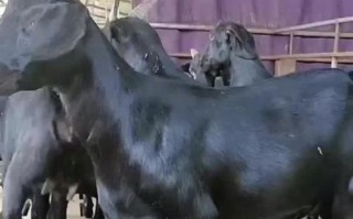 短毛羊有哪些品种？