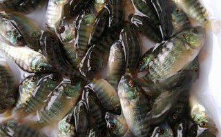 哪种罗非鱼鱼苗品种生长最快？