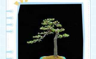 金枝玉叶如何安全越冬？