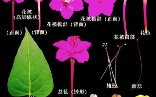 紫茉莉花籽种植方法是什么？