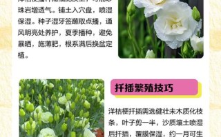 洋桔梗怎么扦插？图解步骤看这里！