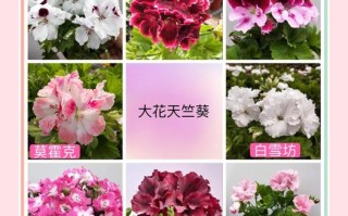 天竺葵哪些品种最值得保留？