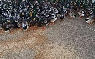 什么品种蛋鸭适合旱养？