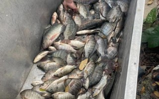 罗非鱼如何成为中国水产养殖主力？