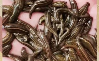 什么品种水蛭效果最好？