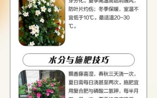 飘香藤怎么养？温度多少最合适？