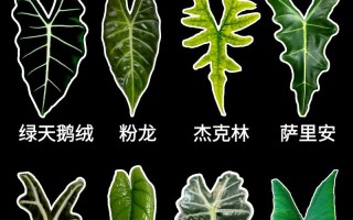 海芋品种多，种植方法有何不同？