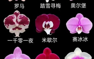 蝴蝶兰珍贵品种有哪些？