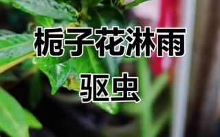 室内栀子花树杀虫，如何安全有效不伤花？