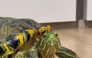 乌龟养殖技巧和方法视频