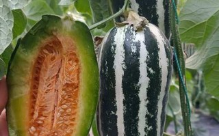 甜瓜品种有哪些？附图片看差异。