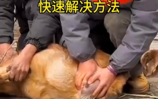 育肥羊各阶段喂养方法有何不同？