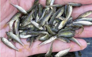 新生特种水产鱼苗养殖如何高效培育？